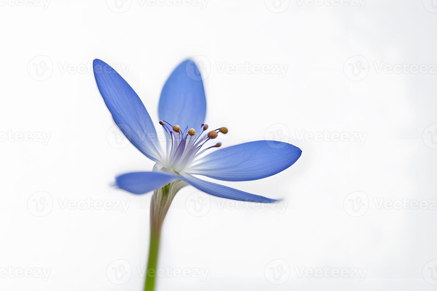 Bluet flower on white background photo