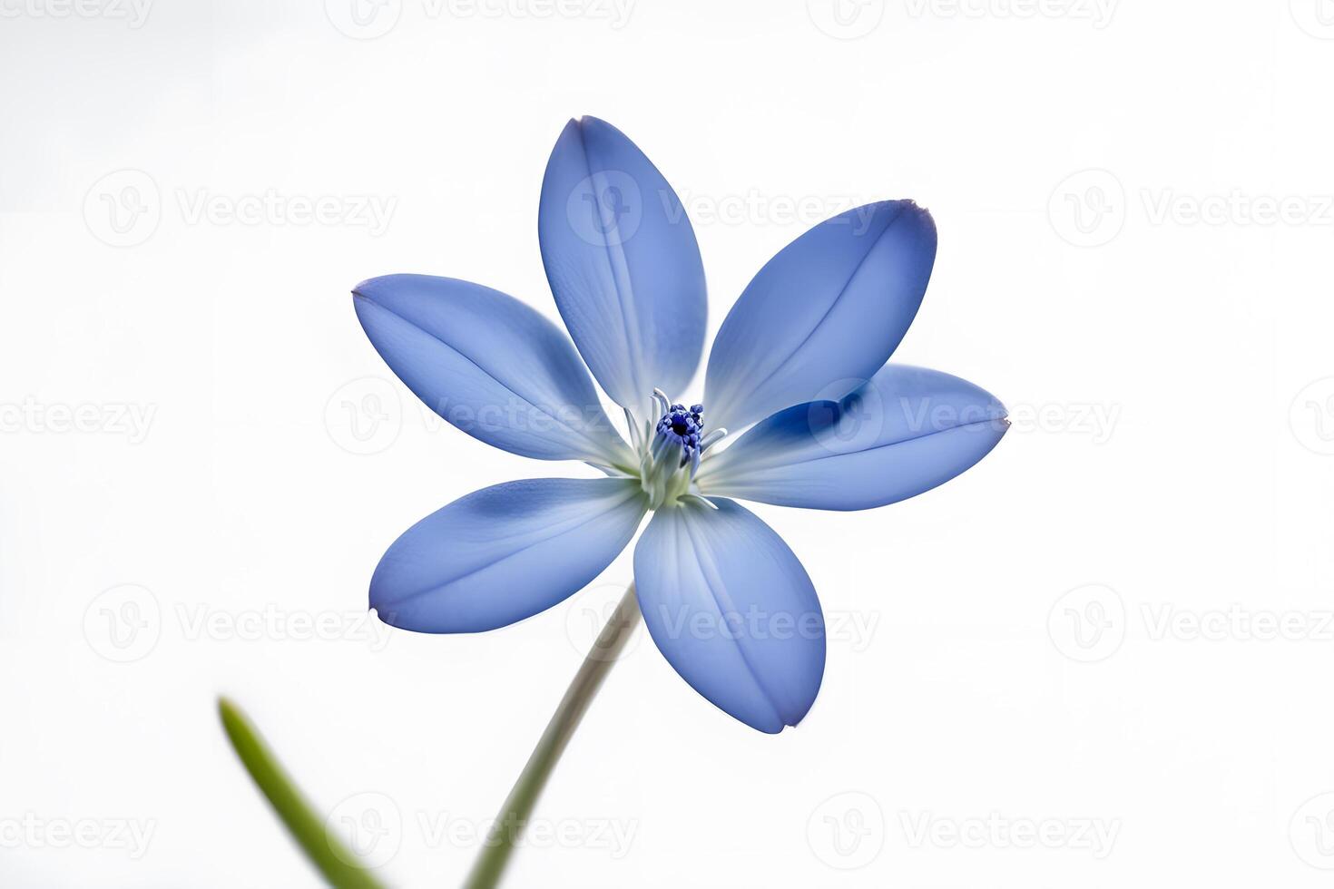 Bluet flower on white background photo