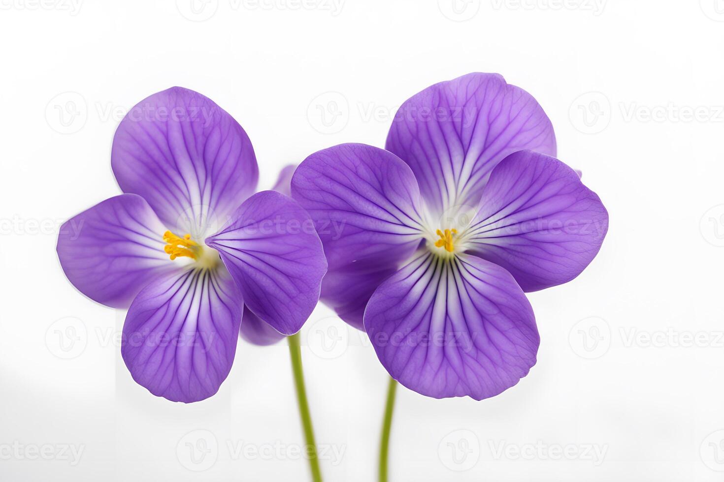 Canada violet flower white background photo
