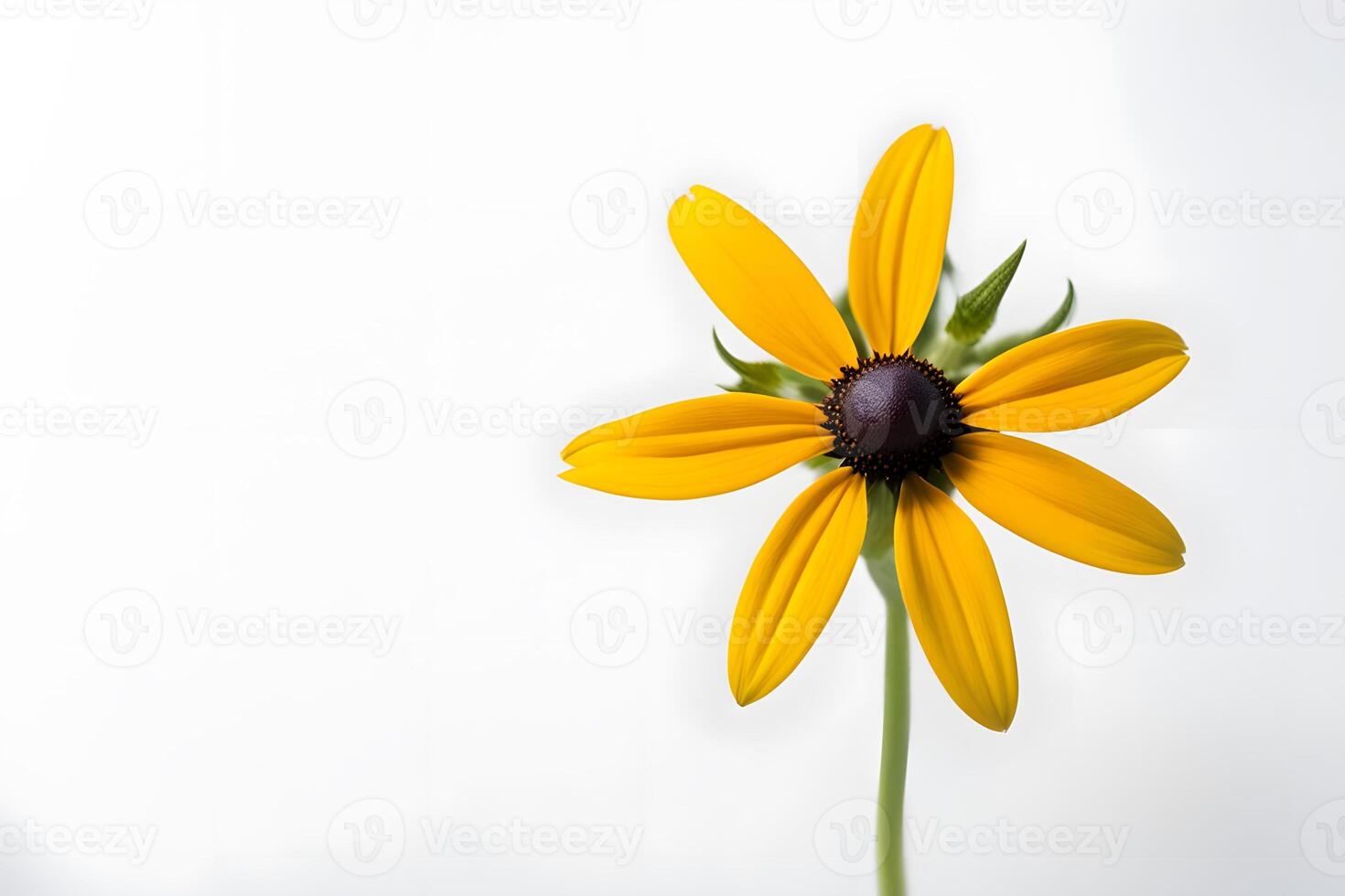 Black eyed susan flower white background photo
