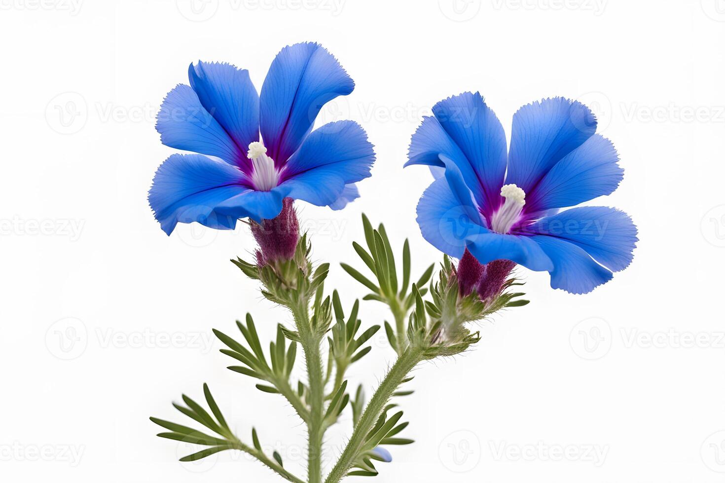Blue lechenaultia flower white background photo