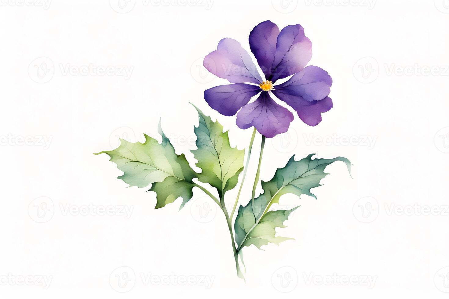 Watercolor canada violet flower white background photo