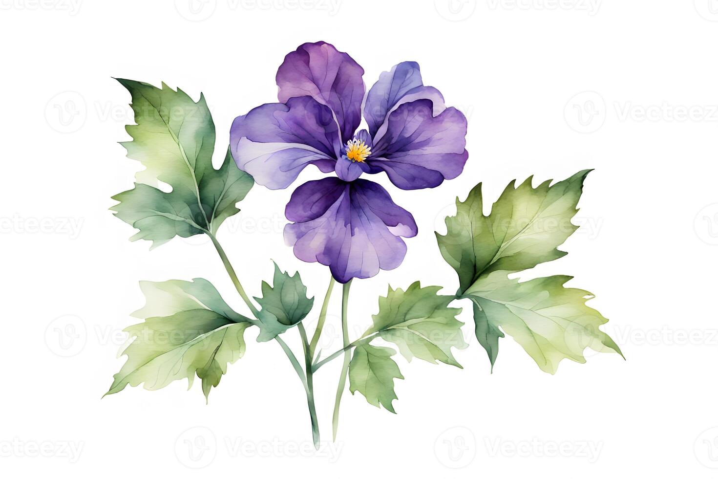 Watercolor canada violet flower white background photo