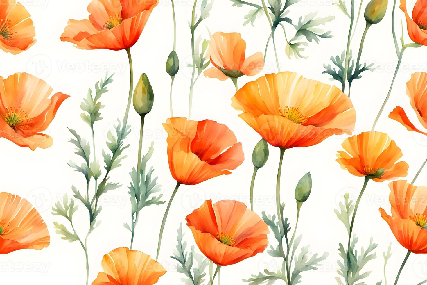 Watercolor california poppy flower white background photo