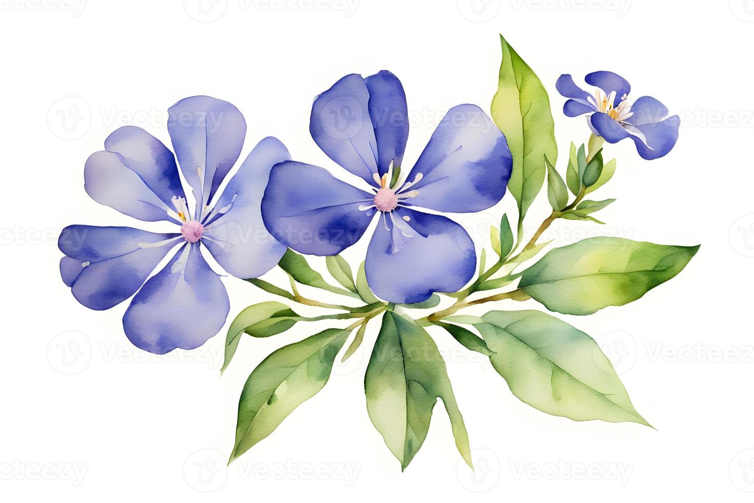 Watercolor cape leadwort flower photo