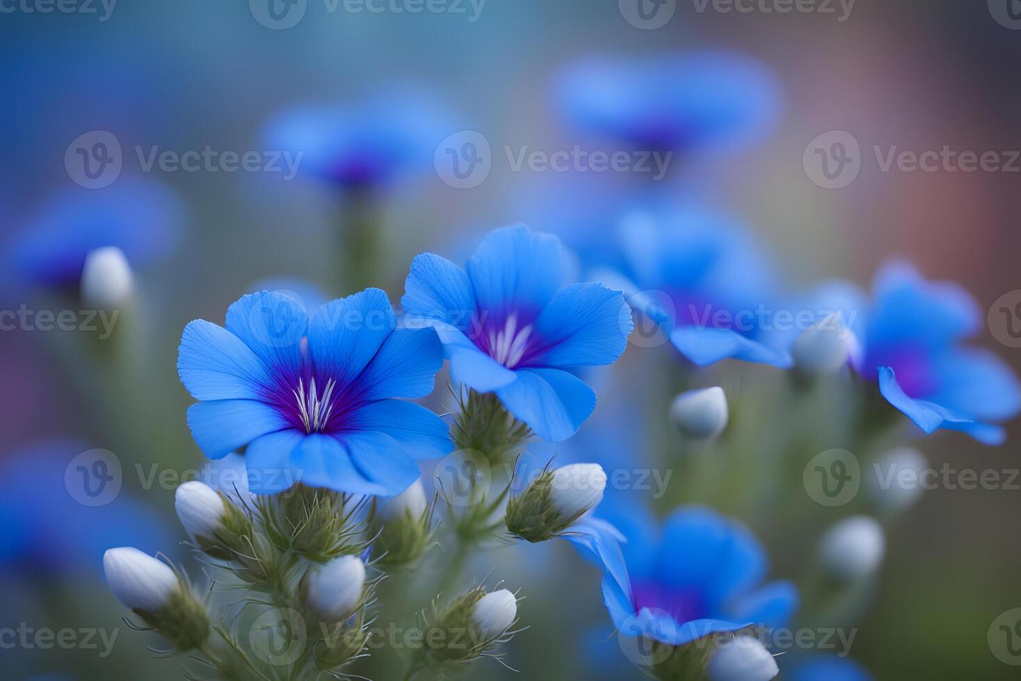 Blue lechenaultia flowers bokeh background photo