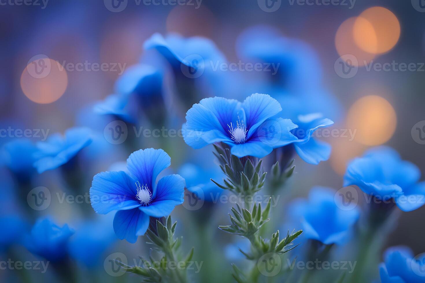 Blue lechenaultia flowers bokeh background photo