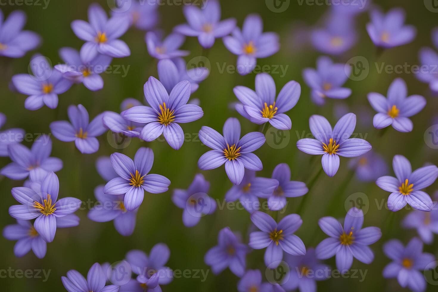 Blue eyed grass flowers bokeh background photo