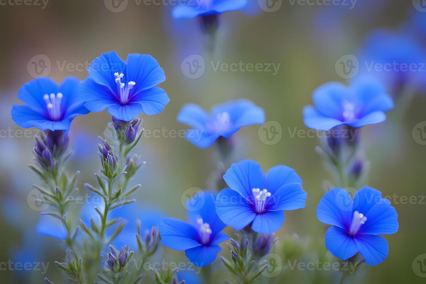 Blue lechenaultia flowers bokeh background photo