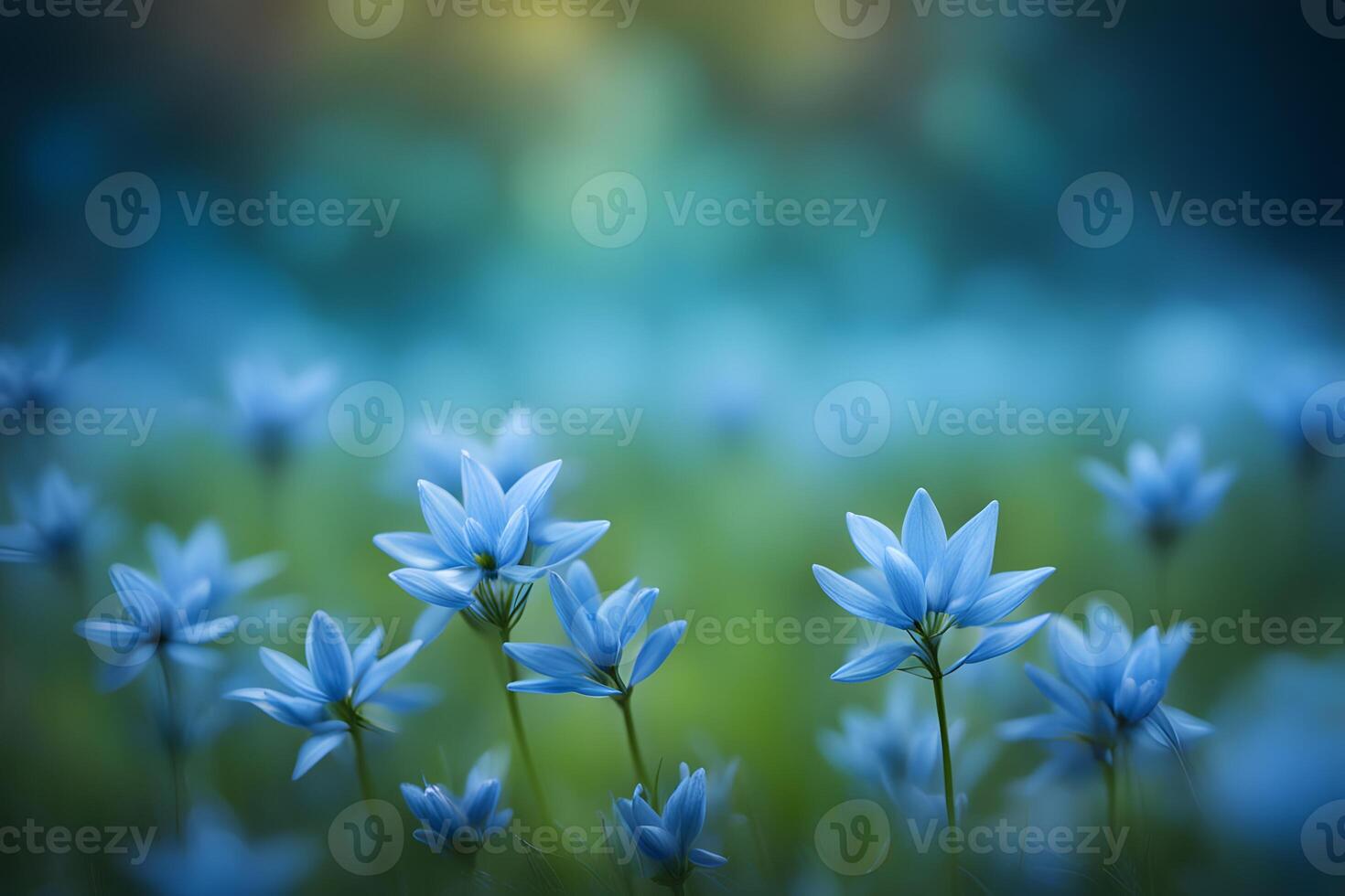 Bluestar flower bokeh background photo