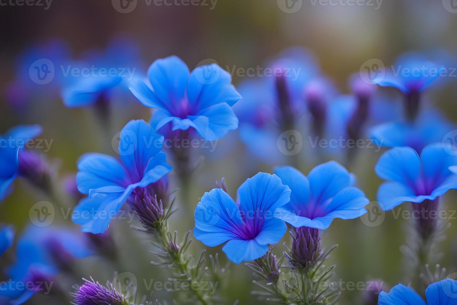 Blue lechenaultia flowers bokeh background photo