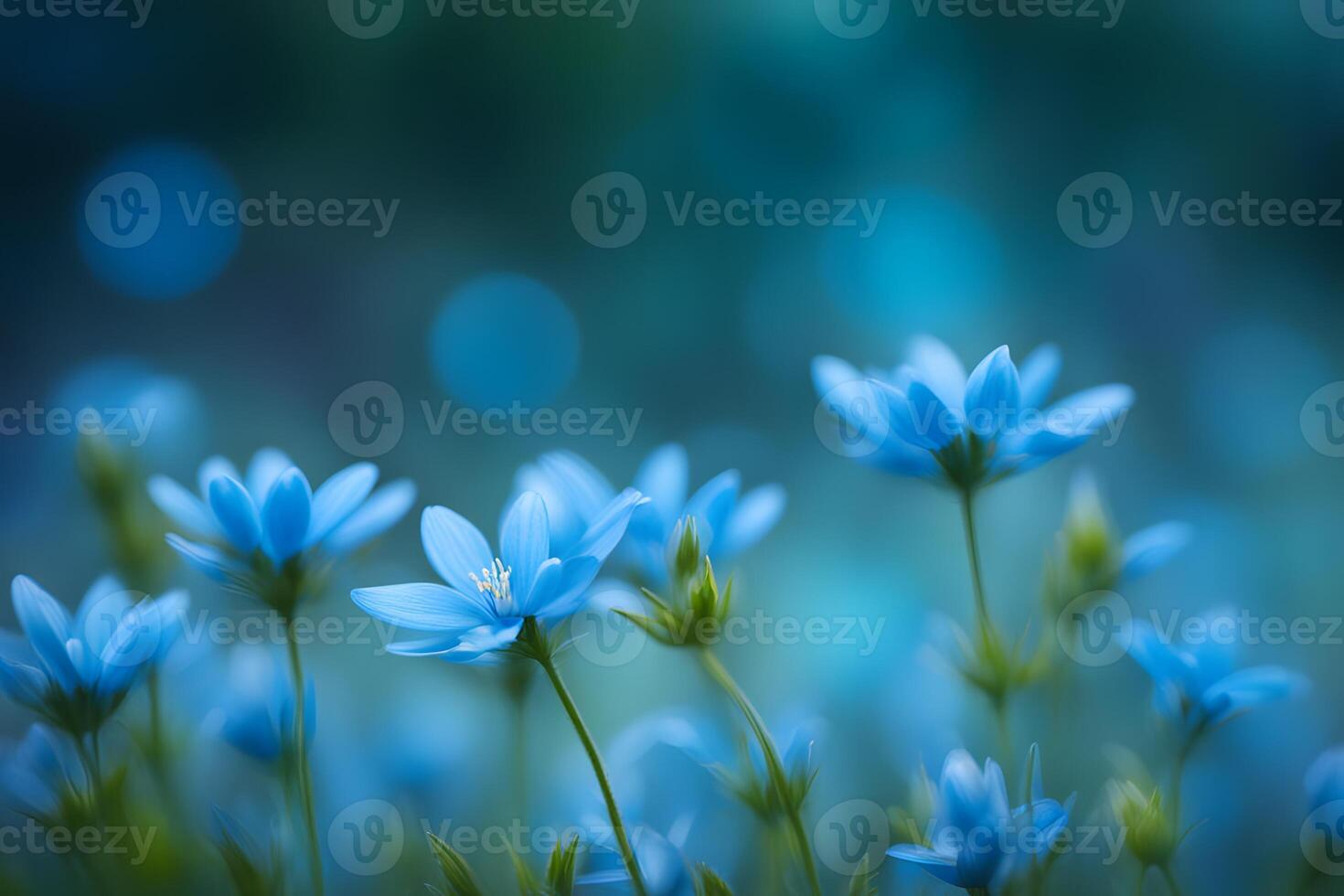 Bluestar flower bokeh background photo