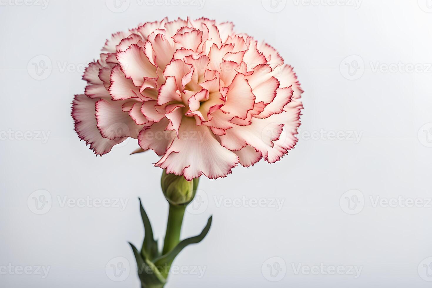 Carnation flower white background photo