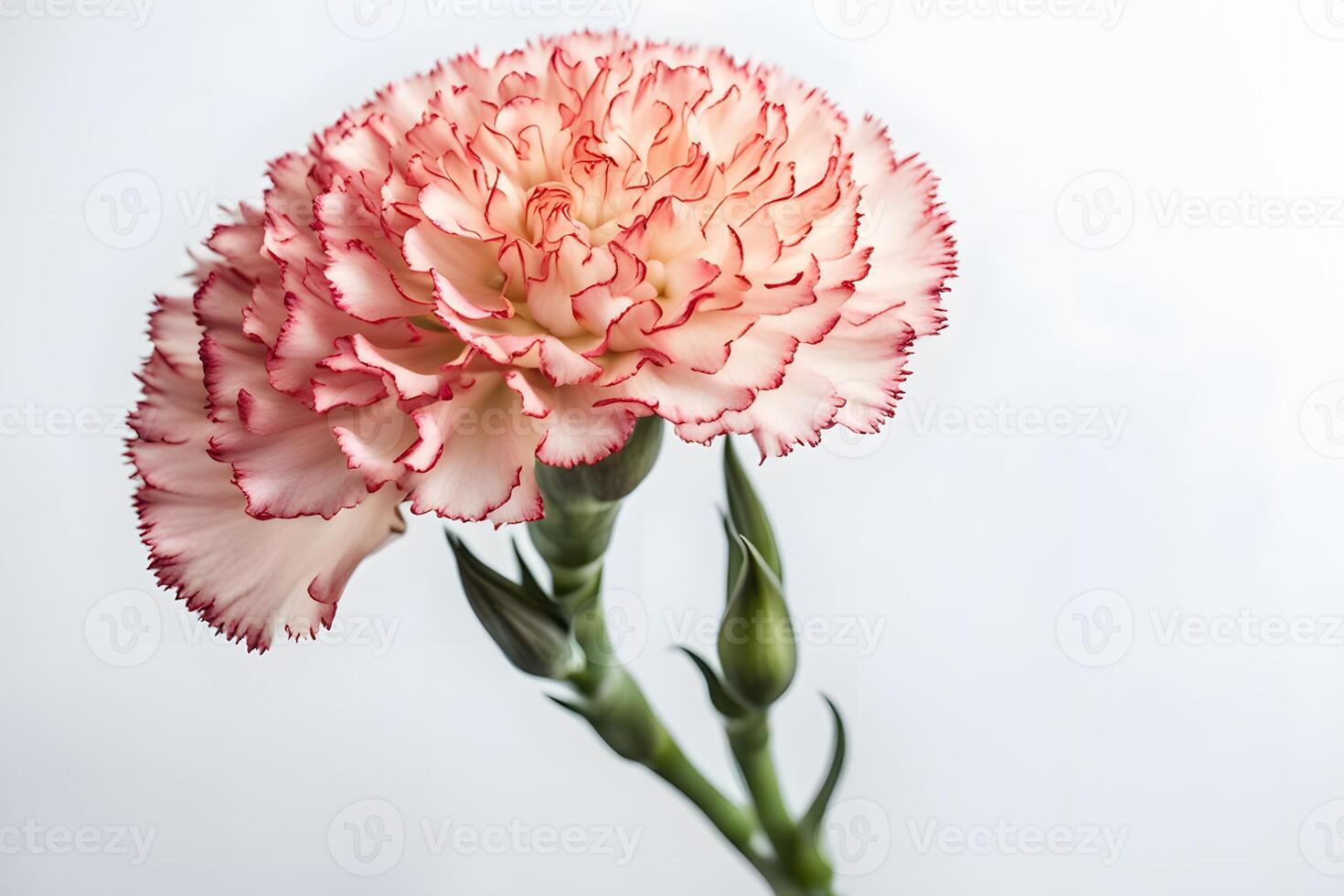 Carnation flower white background photo