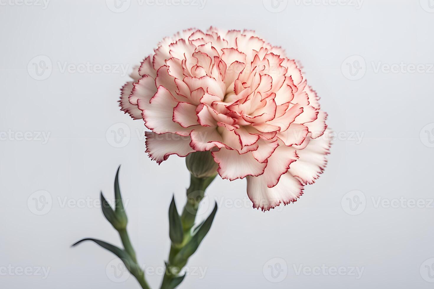 Carnation flower white background photo