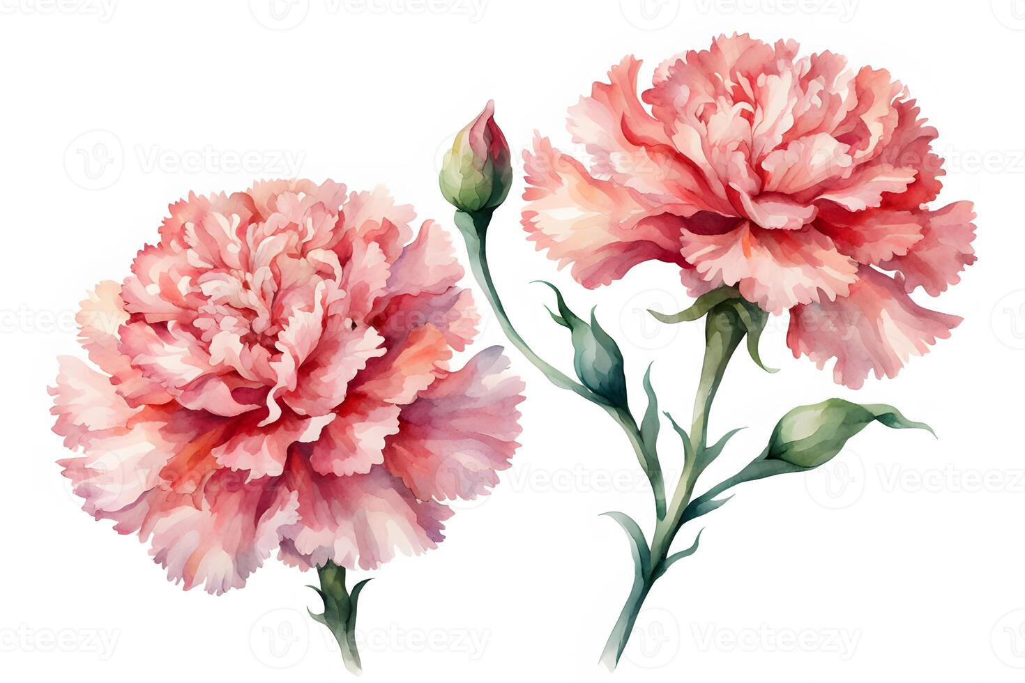 Watercolor carnation flower white background photo