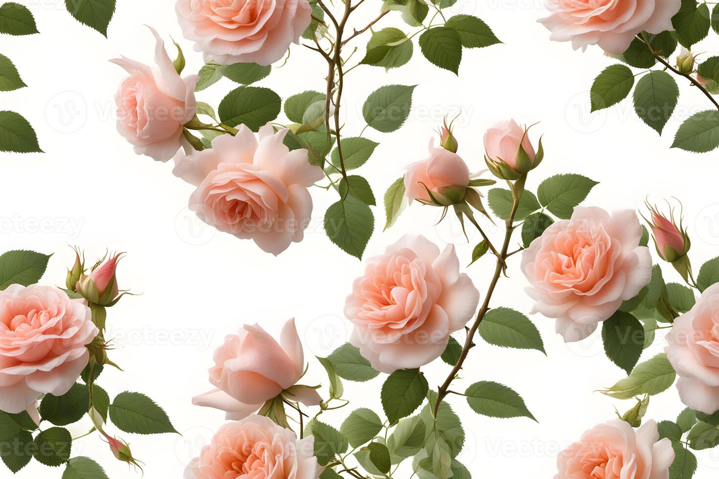Climbing rose flower white background photo