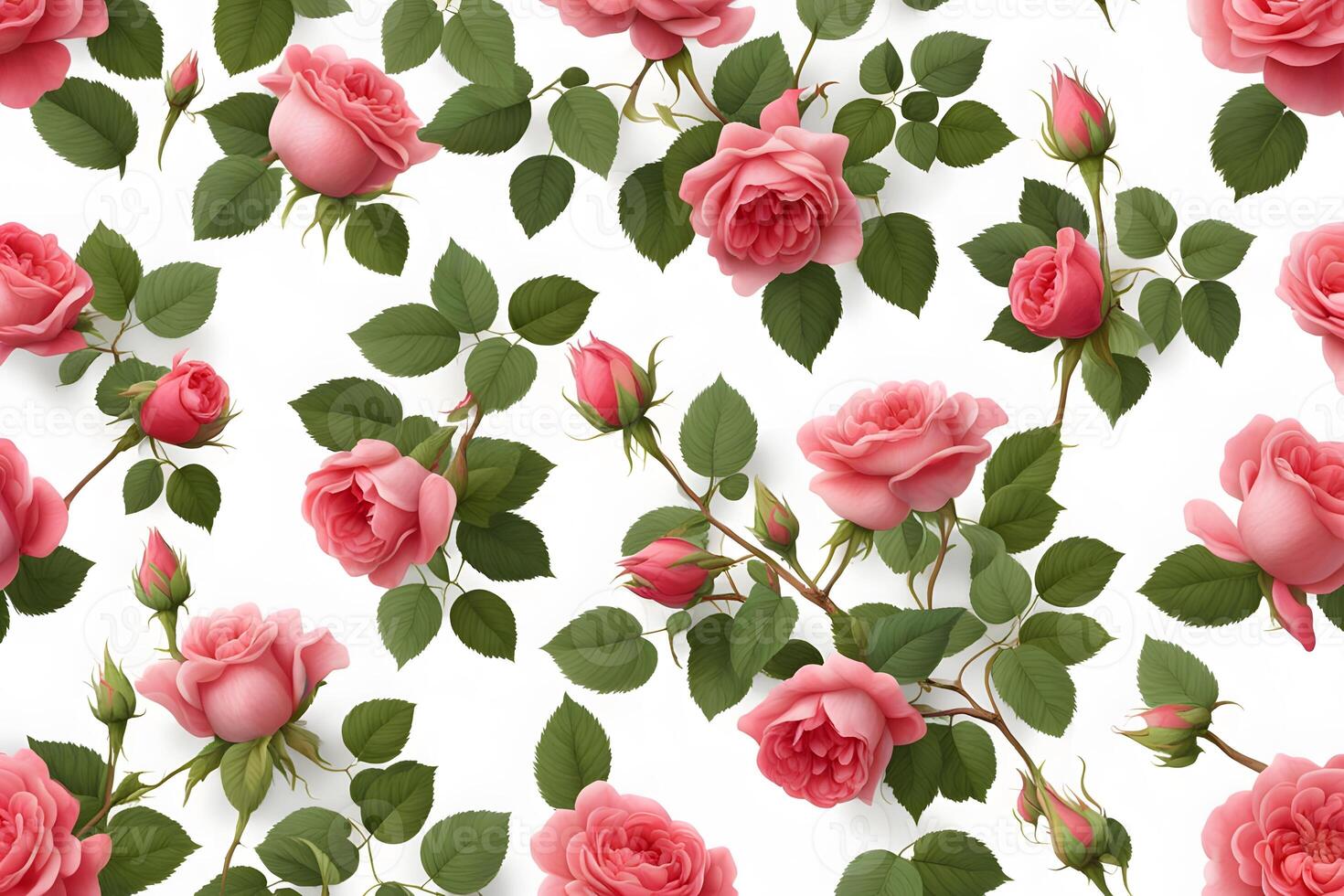 Climbing rose flower white background photo
