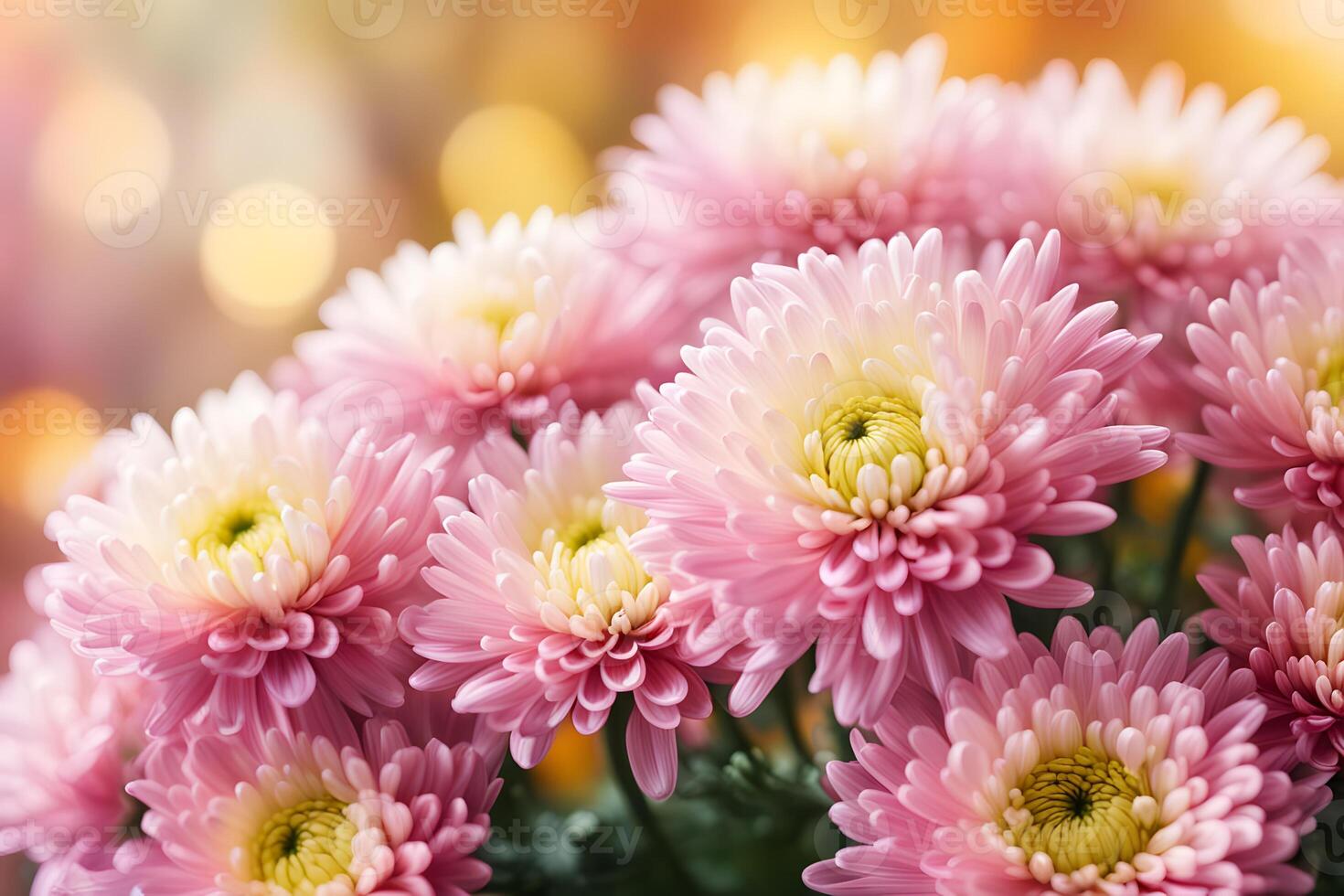 Chrysanthemum flowers bokeh background photo