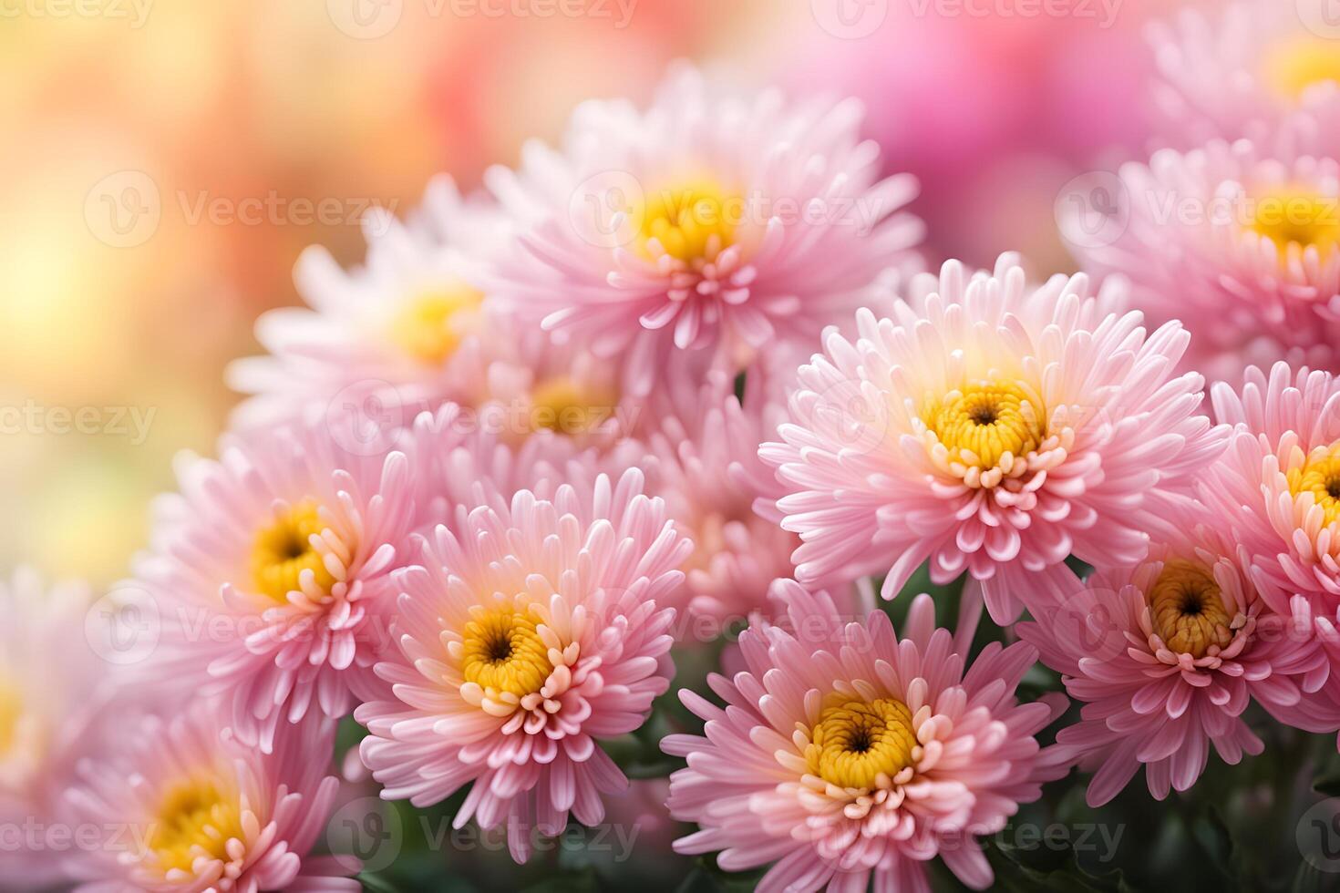 Chrysanthemum flowers bokeh background photo