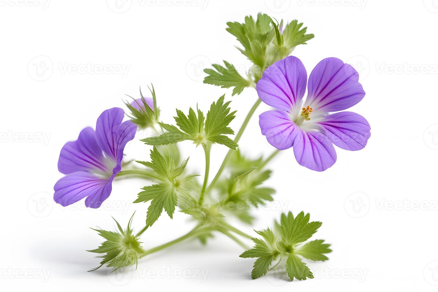 Cranesbill flowers on white background photo