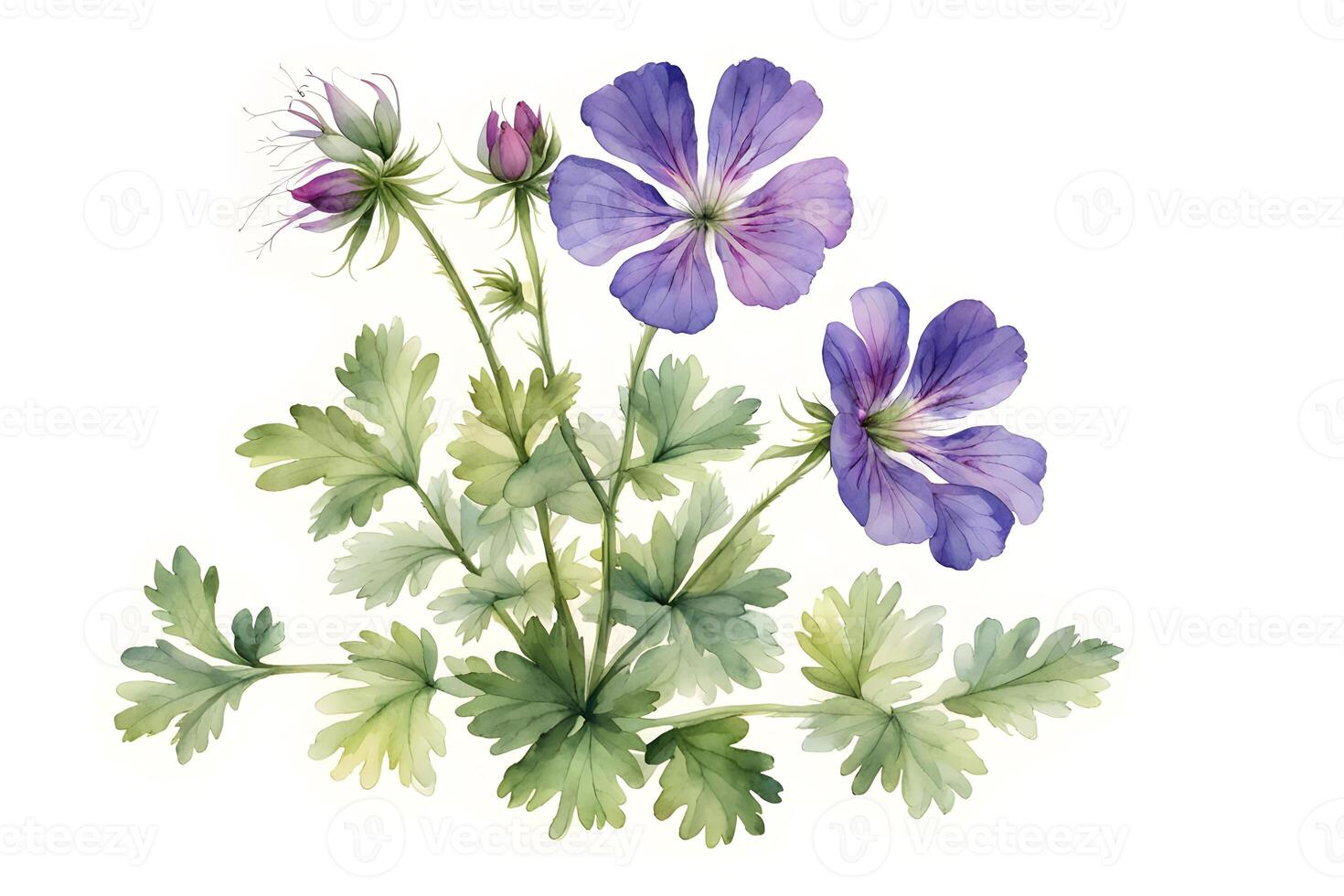 Watercolor cranesbill flower white background photo