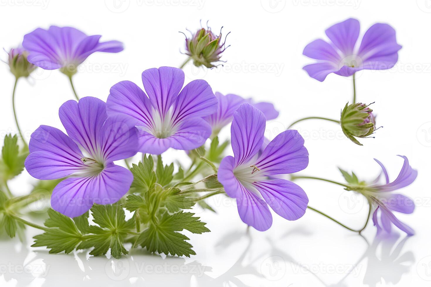 Cranesbill flowers on white background photo