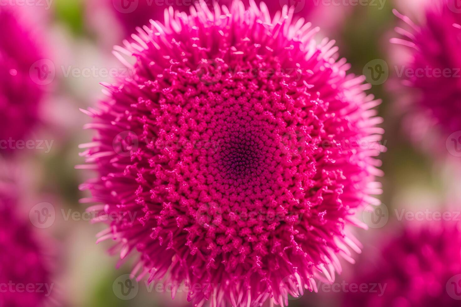 Cockscomb flower bokeh background photo
