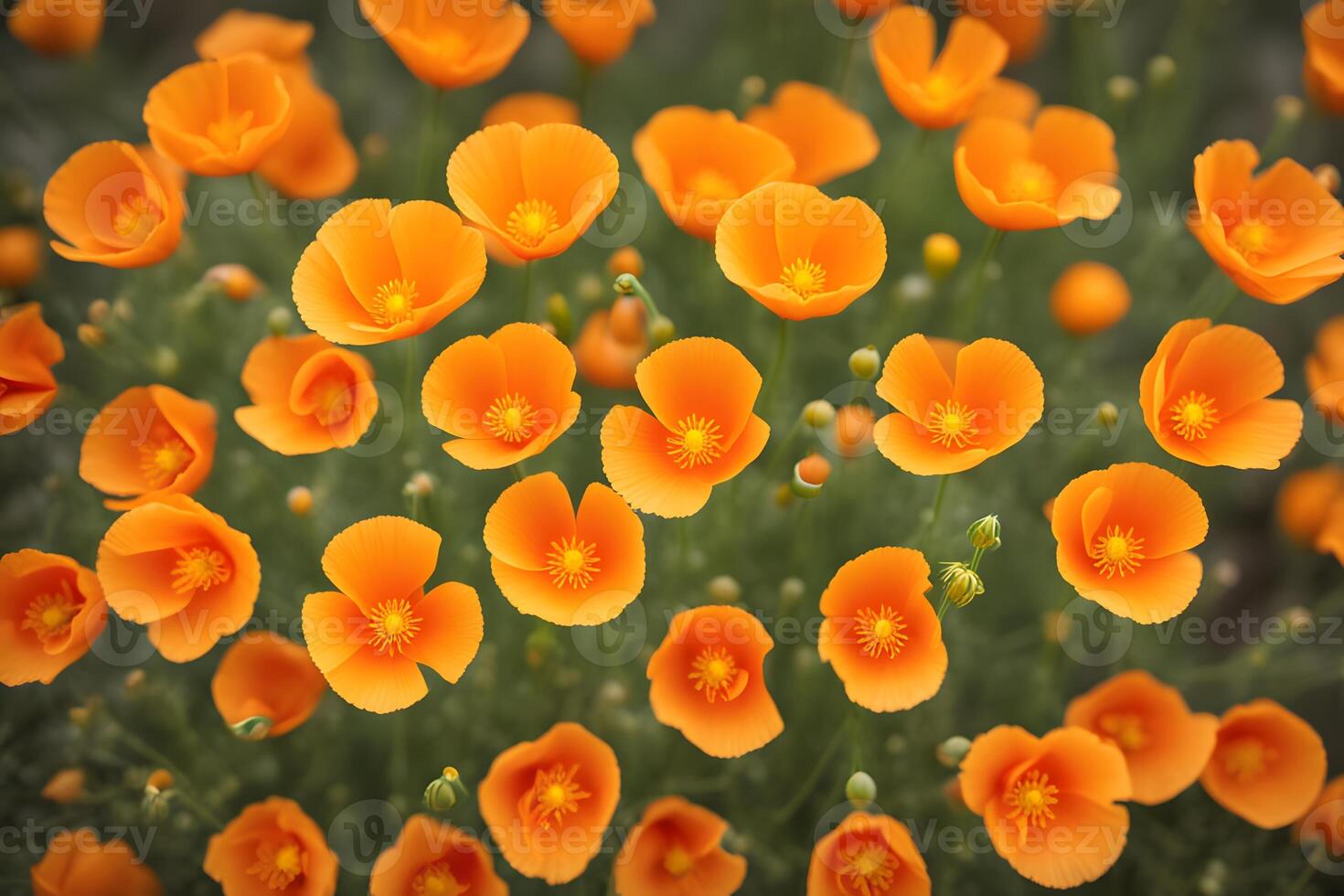 California poppy flower bokeh background photo