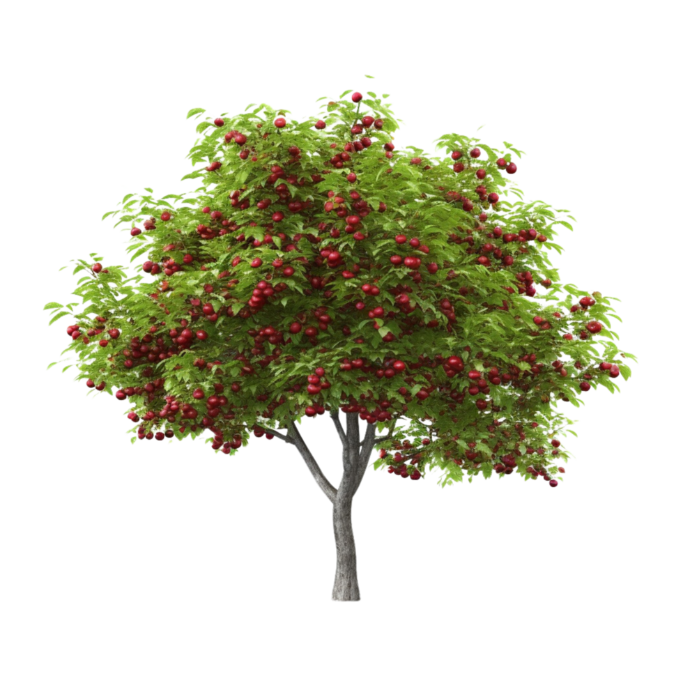 Apple tree with red fruits on transparent background png
