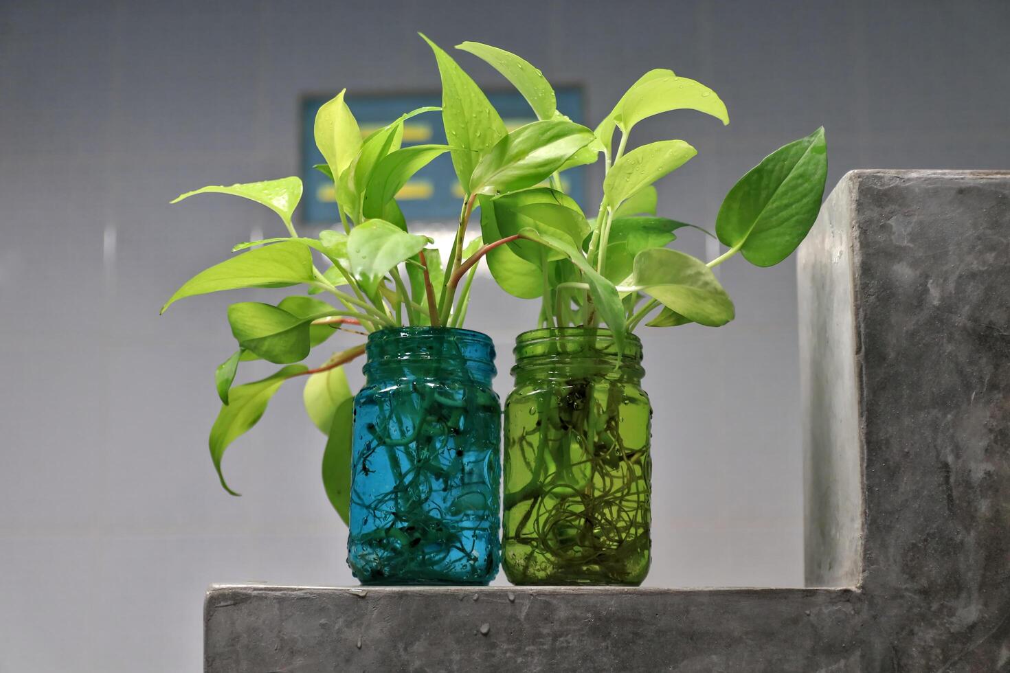 Golden pothos Scindapsus aureus add a touch of freshness to the bathroom. Planted in a clear, square glass. photo