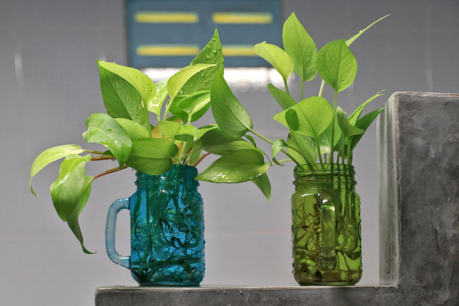 Golden pothos Scindapsus aureus add a touch of freshness to the bathroom. Planted in a clear, square glass. photo