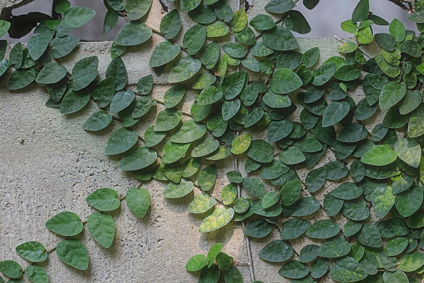 Air purifying ivy, or Ficus pumila, is planted on a brick wall. Grow indoors to maintain a good environment. photo
