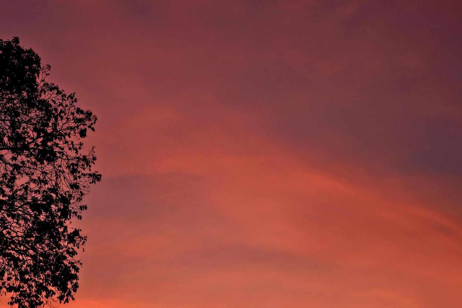 Silhouette of a tree cut in half Contrasting with the orange sky at sunset photo