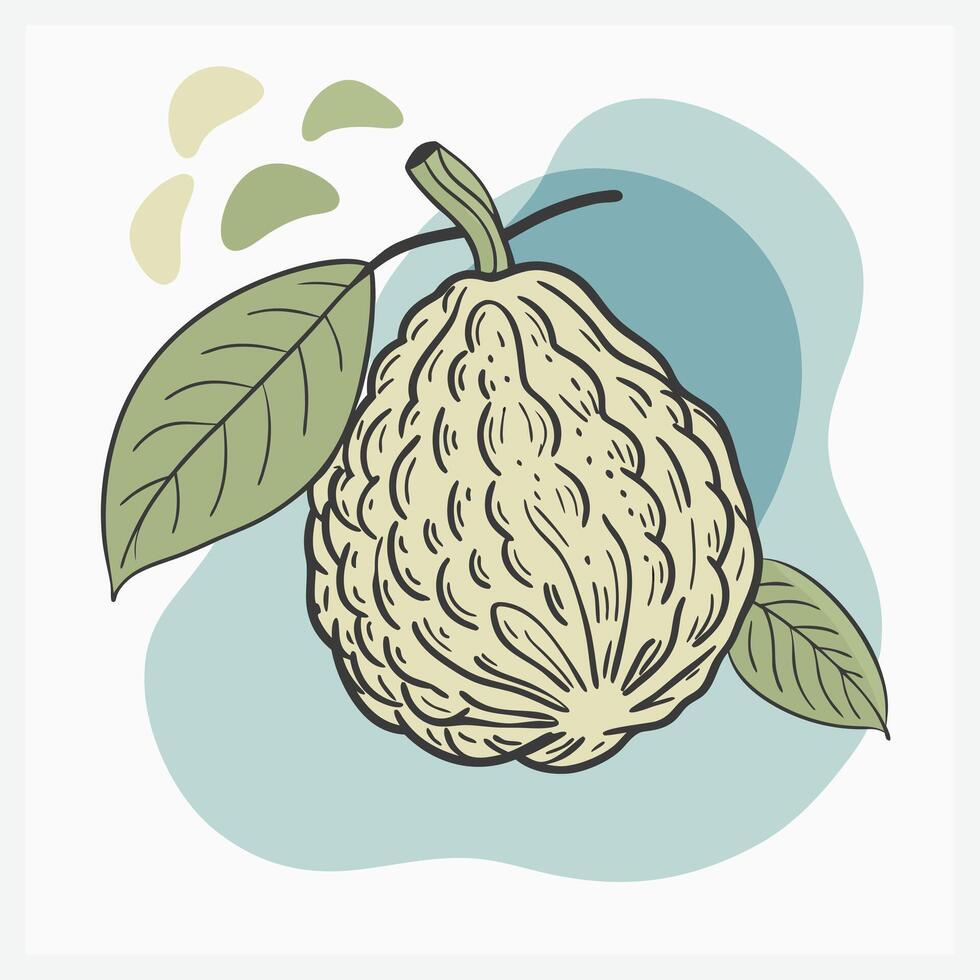 Ugli Fruit Illustration - Fresh Citrus Fruit Design vector
