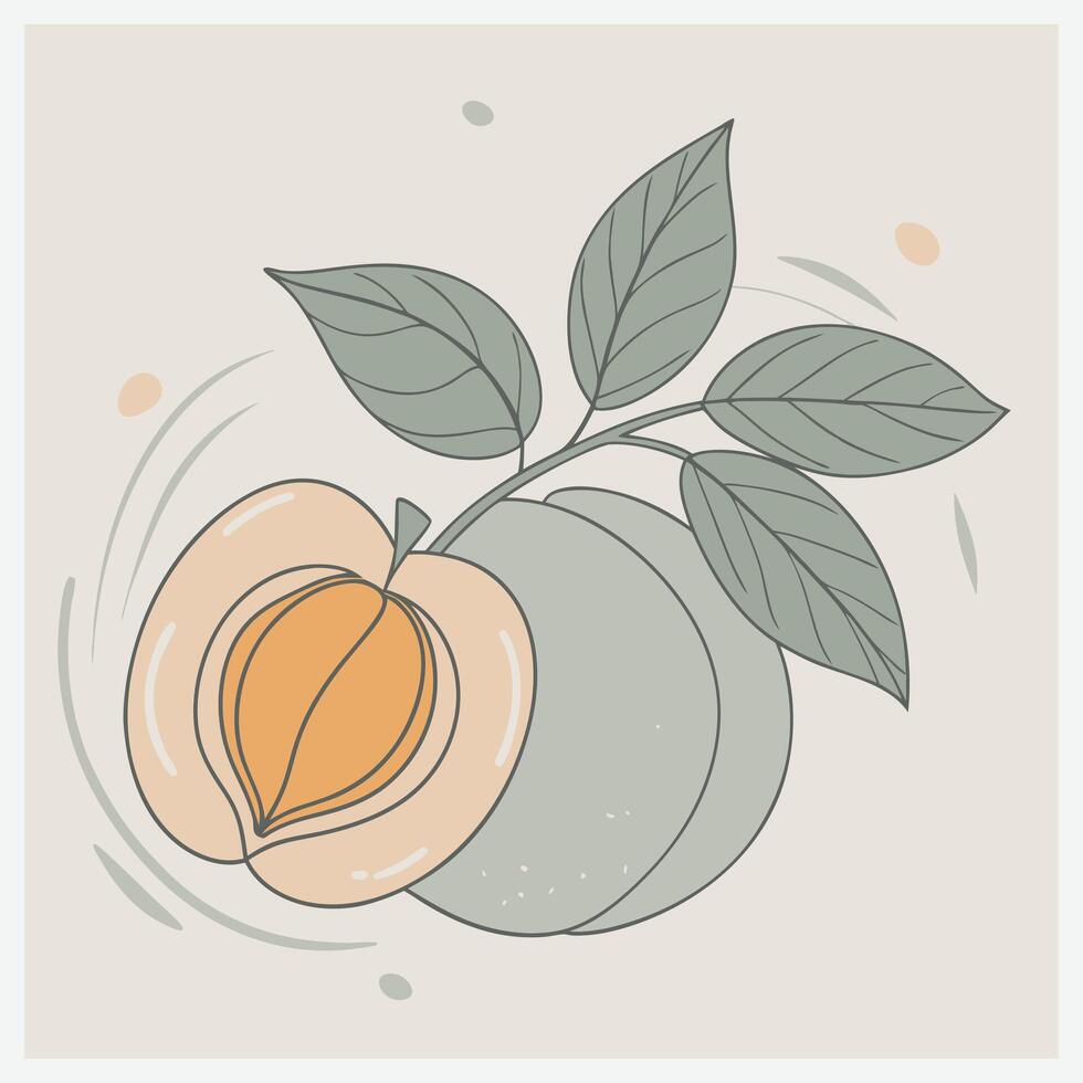 Apricot fruit Illustration vector