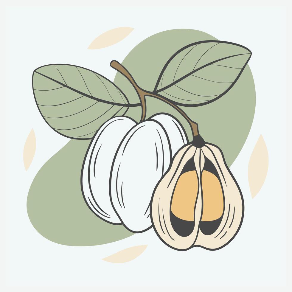 ACKEE fruit ILLUSTRATION. vector