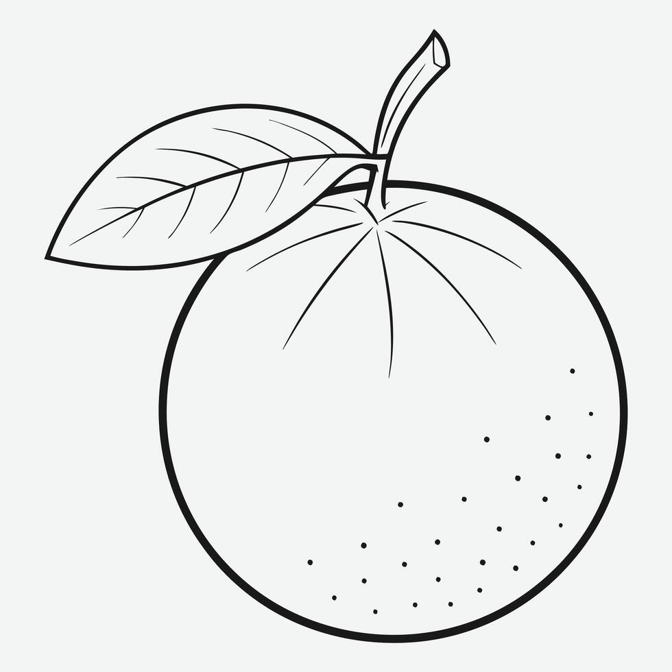 Grapefruit Line Art - Elegant and Minimalist Citrus Illustrations vector