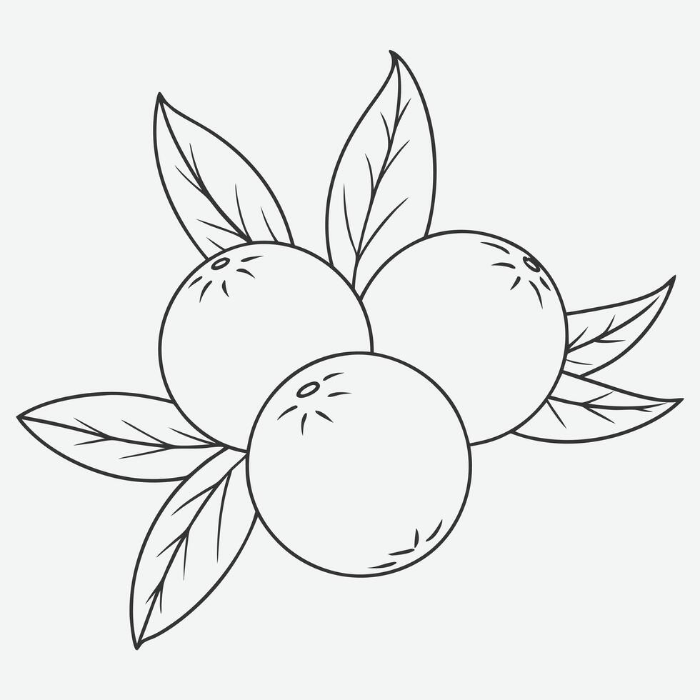 Elegant Juniper Line Art for Minimalist Designs vector