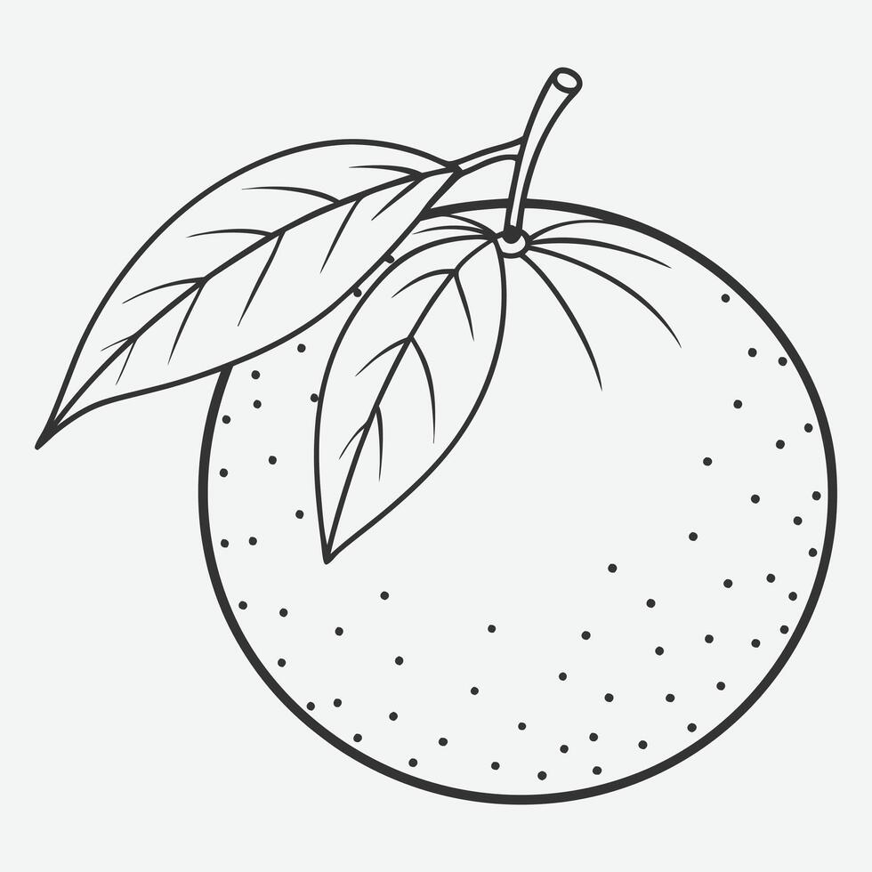 Elegant Tangerine Line Art, Minimalist Citrus Illustrations vector