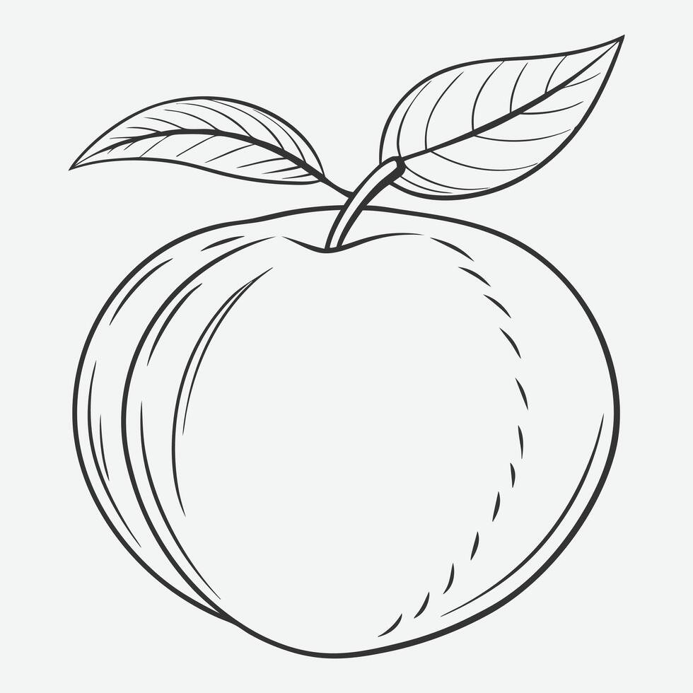 Exquisite Nectarine Line Art Illustrations vector