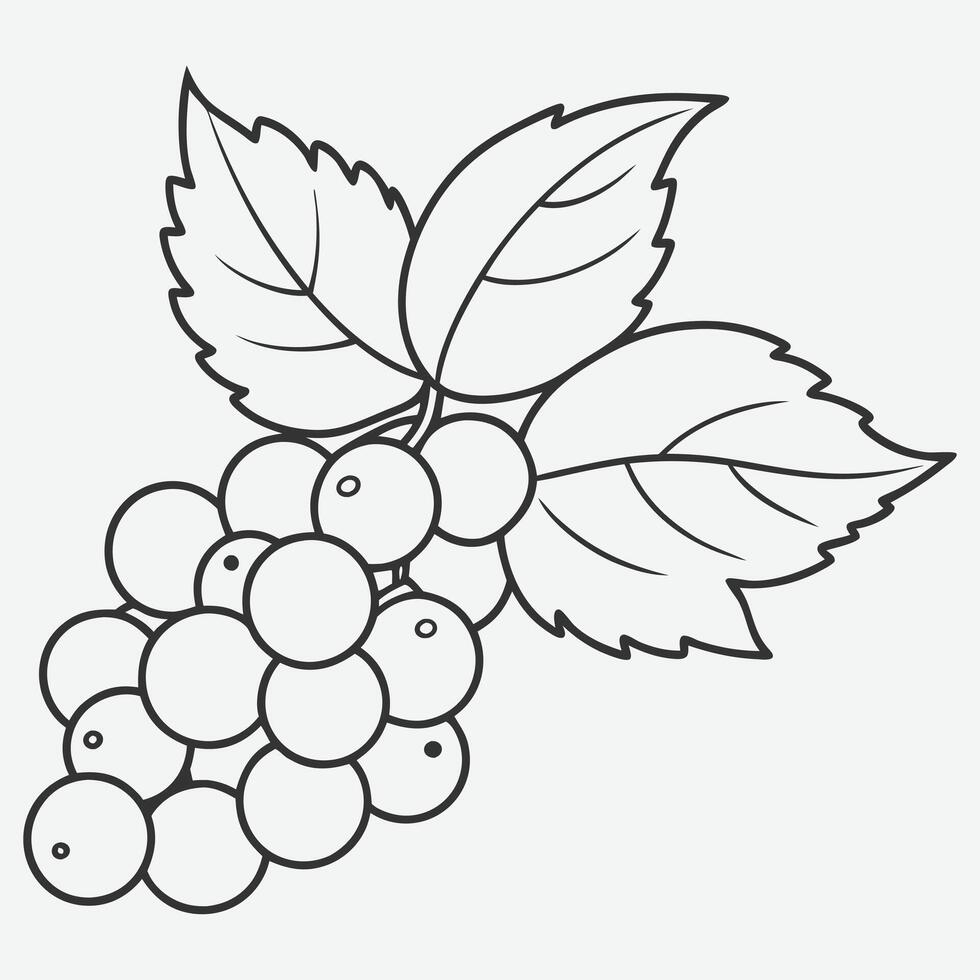 Elegant White Currant Line Art, A Minimalist Botanical Illustration vector