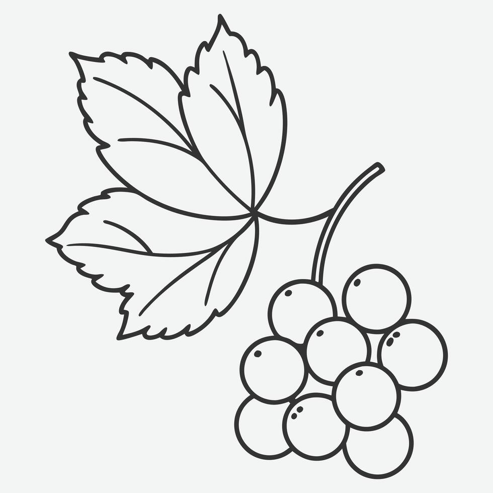 Elegant Redcurrant Line Art, Minimalist Fruit Illustration vector