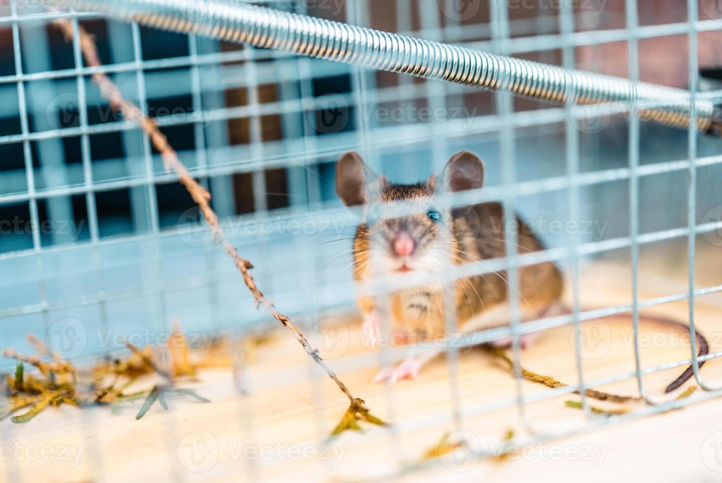 Small Brown Mouse Captured in a Live Trap Outdoors in Afternoon Light photo