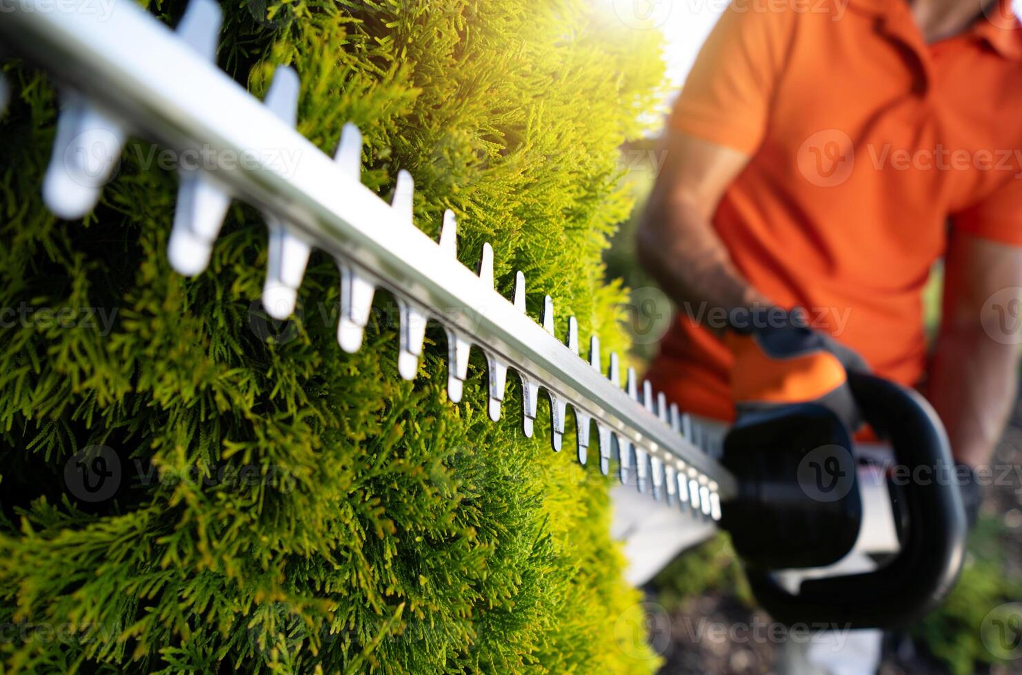 Person Trimming Green Hedge With Electric Hedge Trimmer on Sunny Afternoon photo
