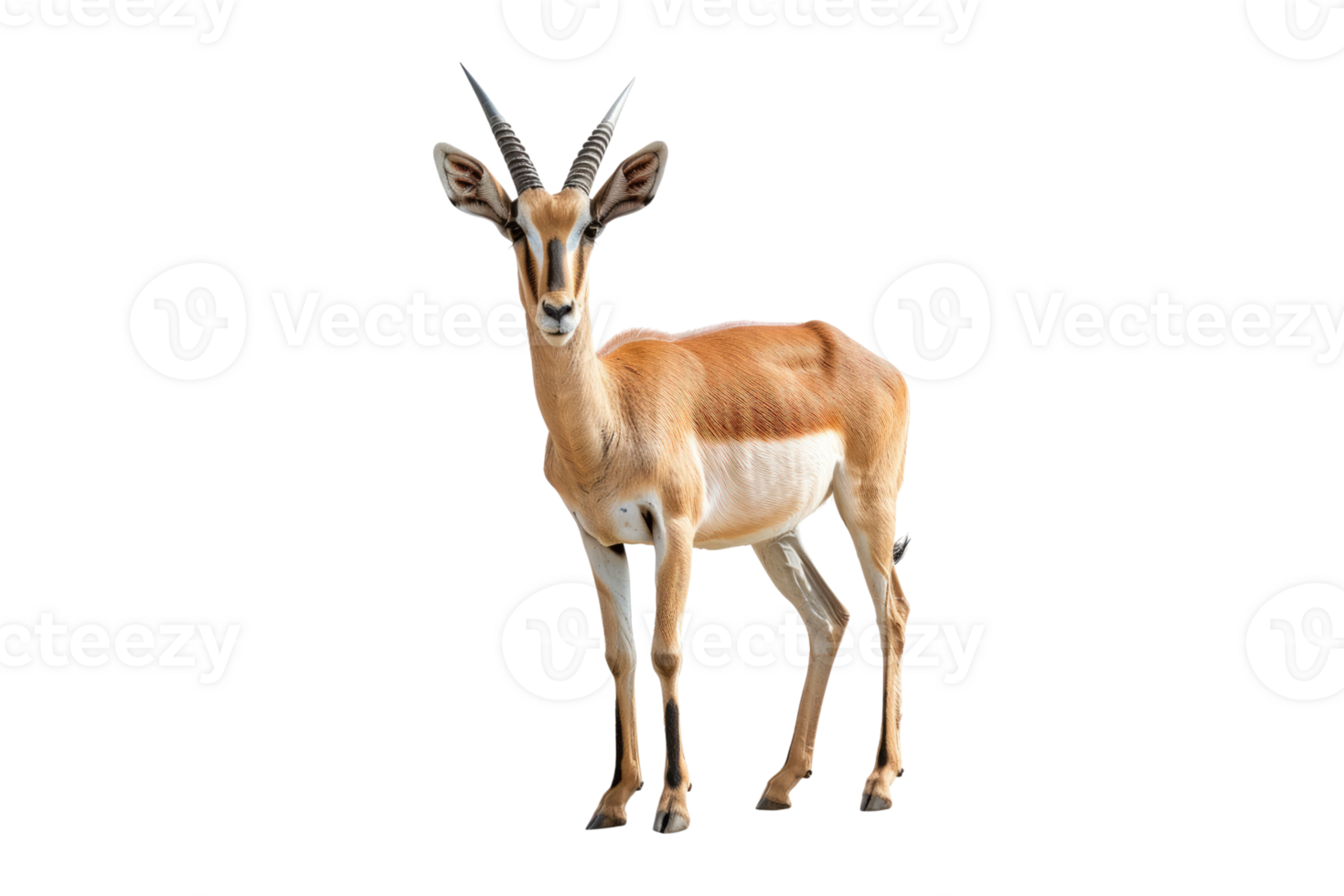 Antelope isolated on transparent background. png