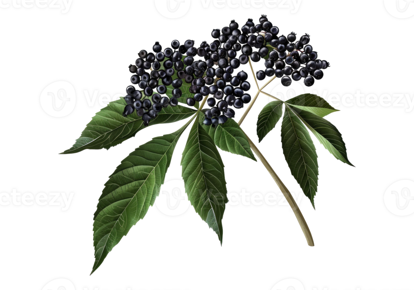 Elderberry isolated on transparent background. png