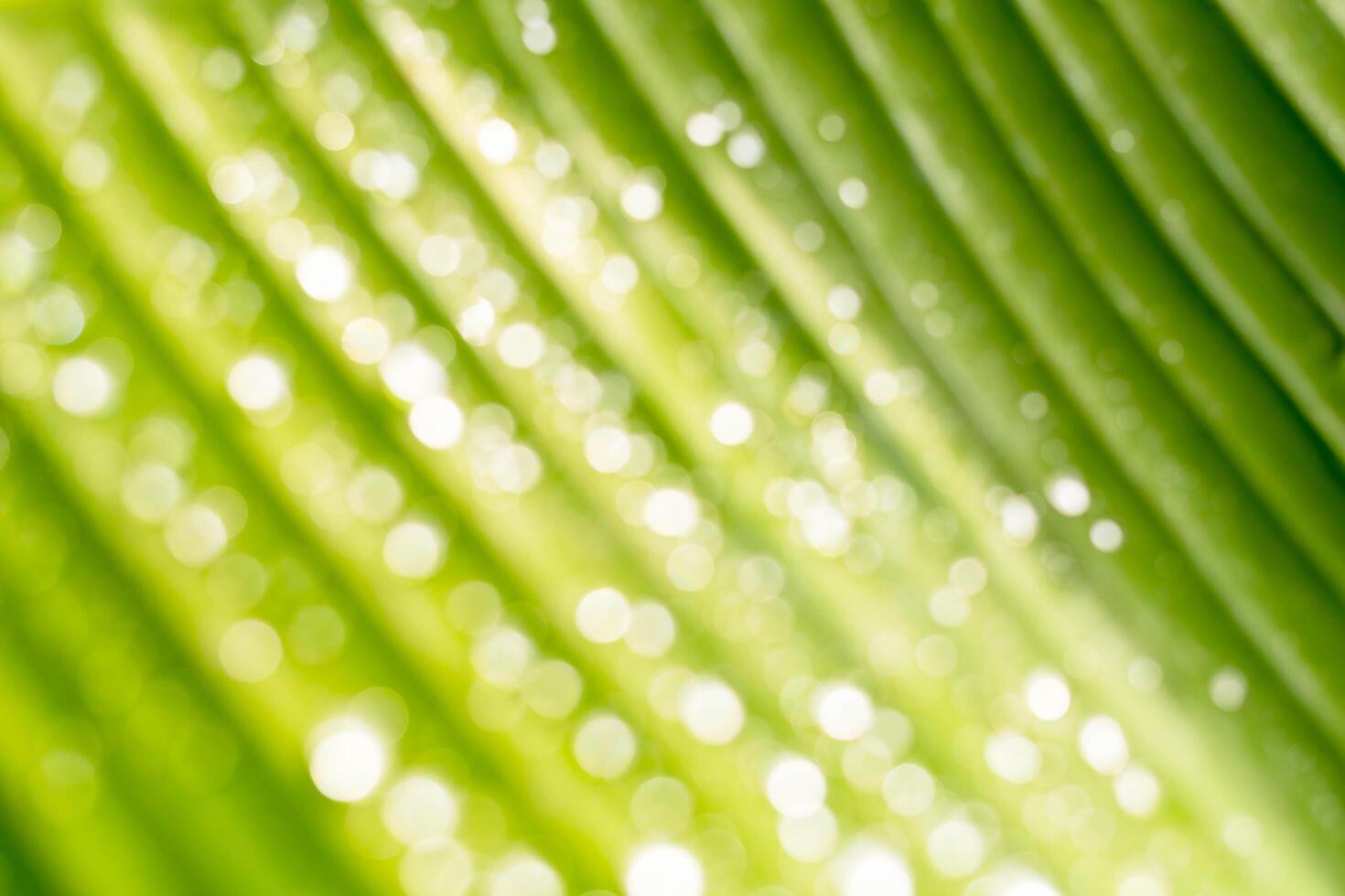 Rain drops on the leaves photo