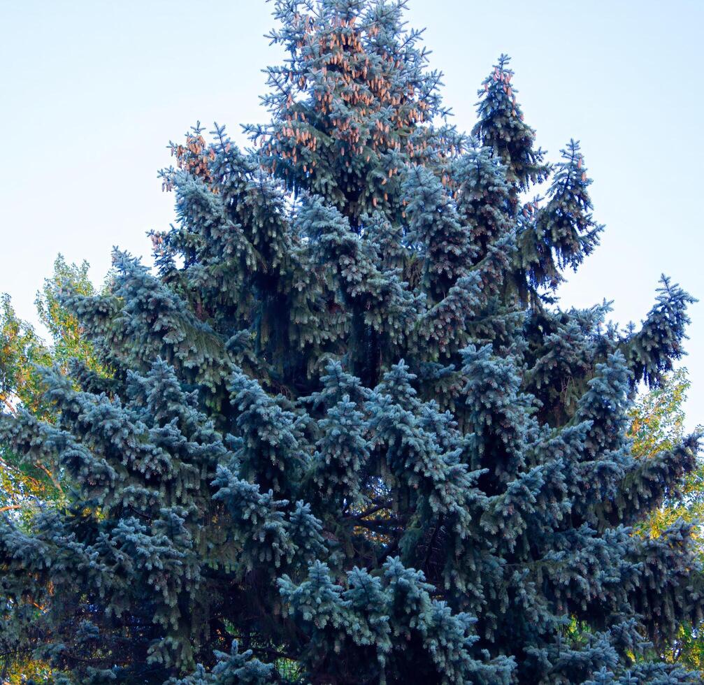 Blue spruce grows very beautifully, decorating the environment. photo