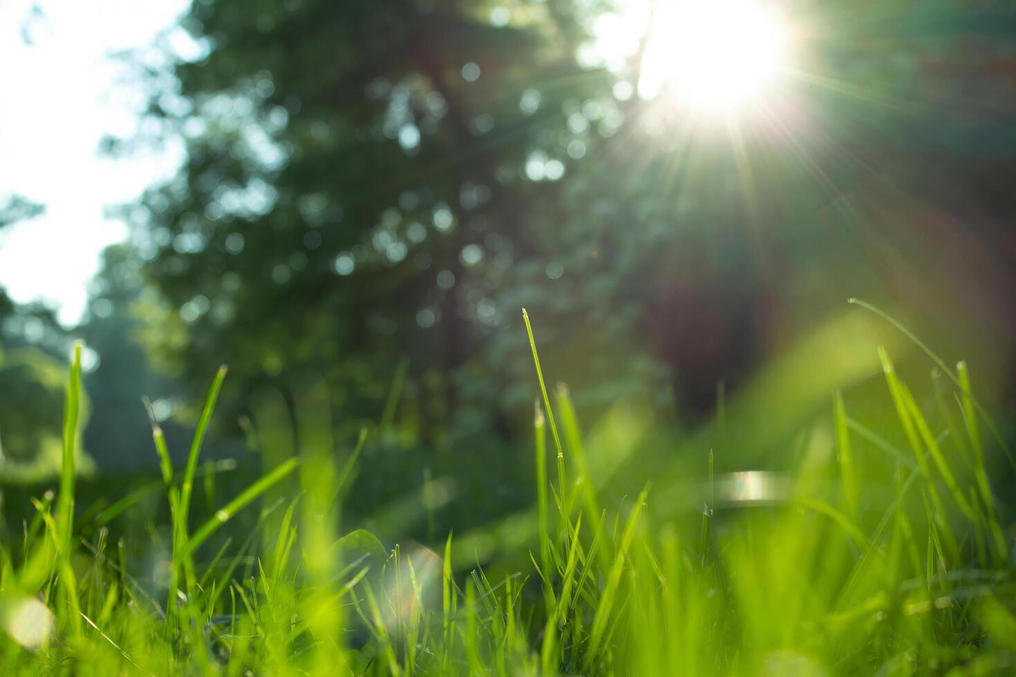 The morning begins in the forest with a beautiful sun photo